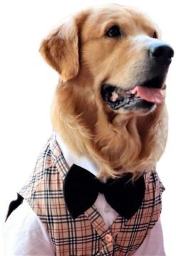 Dog Clothes