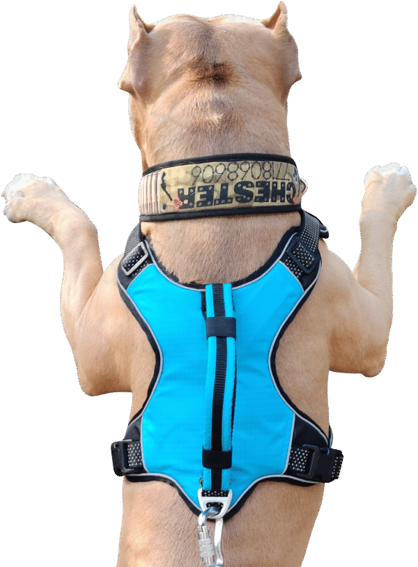 No Pull Dog Harness with Front Clip -  Blue - Image 3