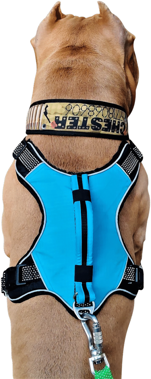 No Pull Dog Harness with Front Clip -  Blue - Image 4