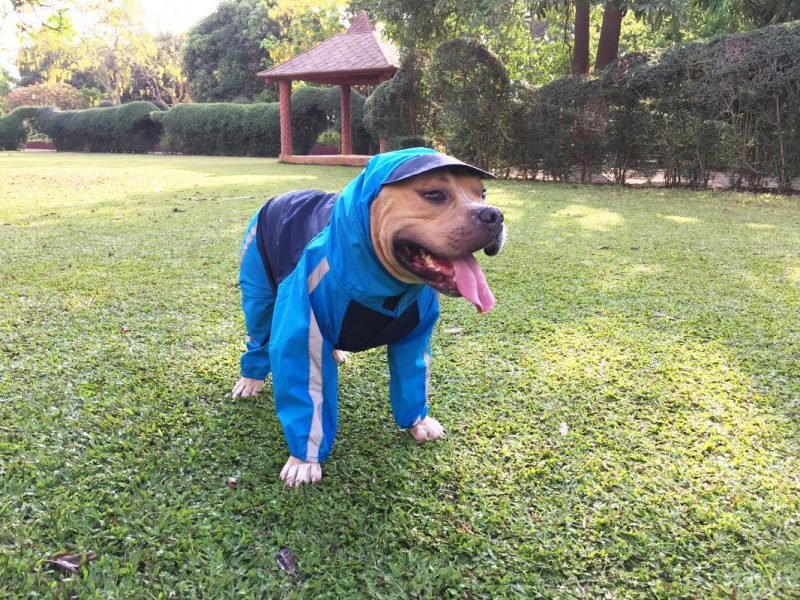 Doxters Dog Raincoats for dogs
