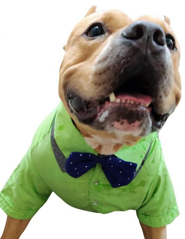 Bow Shirt Set Xtra Small to Xtra Large, Mr Bow, Sea Green - Image 2