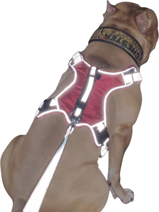 No Pull Dog Harness with Front Clip -Red - Image 3