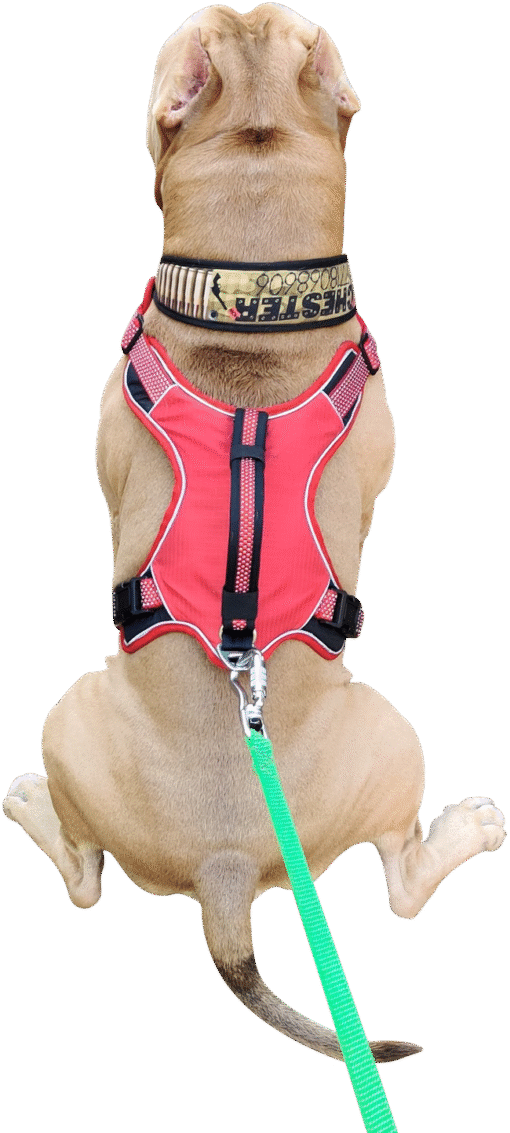 No Pull Dog Harness with Front Clip -Red - Image 5