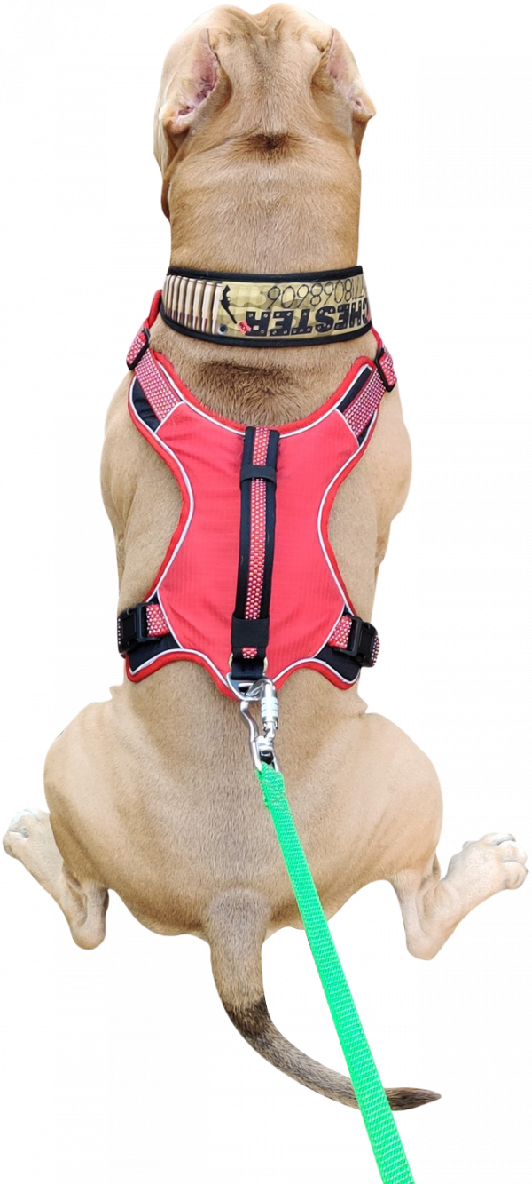 No Pull Dog Harness with Front Clip -Red - Image 5
