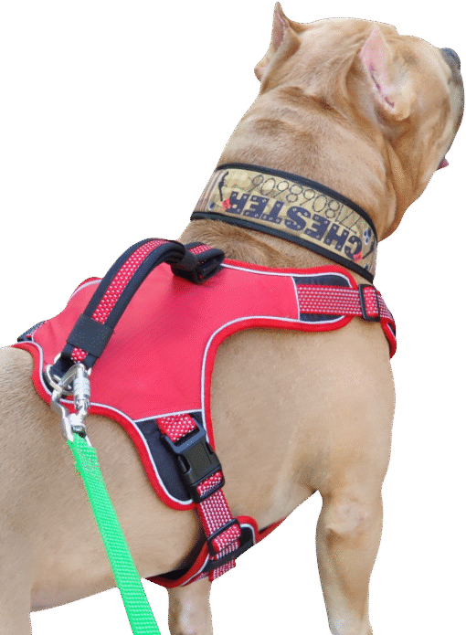 No Pull Dog Harness with Front Clip -Red - Image 6