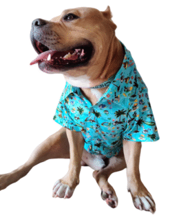 Hawaiian Beach Shirt Xtra Small to Xtra Large