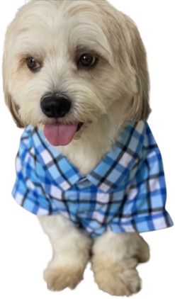 Blue Checkered Shirt