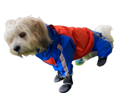 Doxters DryMax Full-Coverage Dog Raincoat – DryMax (Sizes 14–40)
