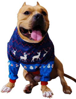 Sweater Xtra Small to Xtra Large, Cozy Puppy, Blue and Red