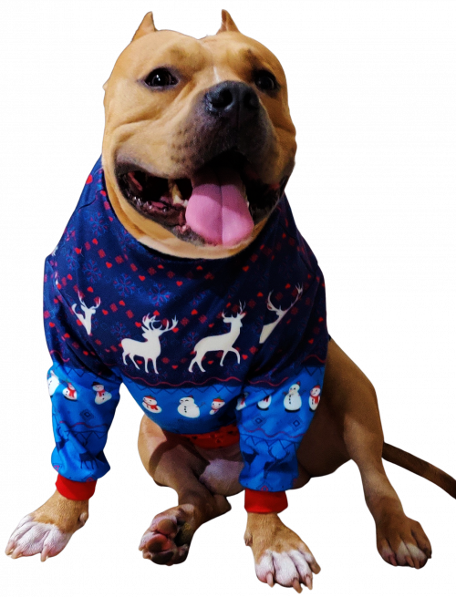 Sweater Xtra Small to Xtra Large, Cozy Puppy, Blue and Red