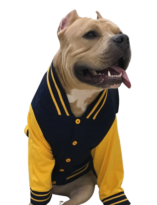 Winter Varsity Jacket Xtra Small to Xtra Large, Sir Licks a Lot, Fetching Club Sports Jacket Yellow and Navy Blue - Image 2