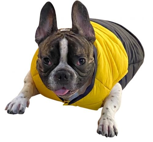 Puffer Waterproof Jacket for dogs Yellow and Navy Blue