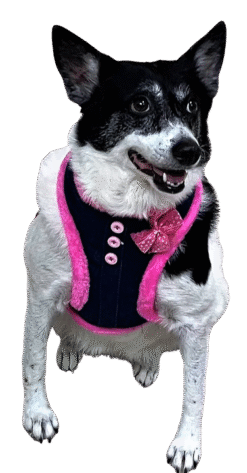 Denim Cheer Leader Soft Harness
