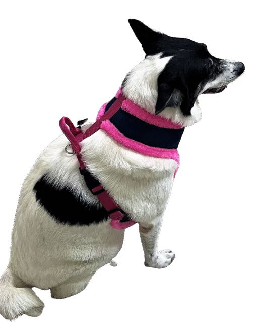 Cushioned Strain Free Dog Harness Denim Pink - Image 2