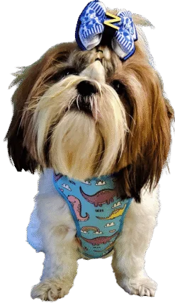 Dino and Sporty dog Hammock Soft Harness