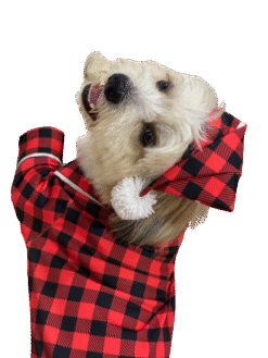 LumberJackPJ For Dogs