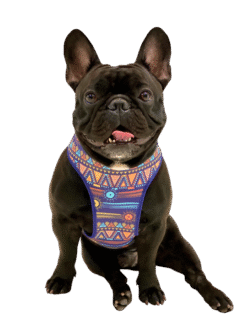 Tribal Hammock Harness