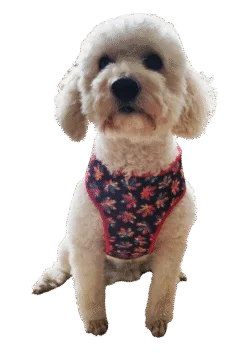 Maple Hammock Harness