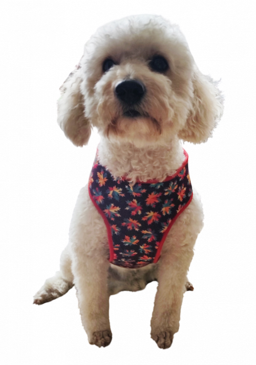Maple Hammock Harness