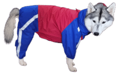 Doxters DryMax Full-Coverage Dog Raincoat – DryMax (Sizes 14–40)