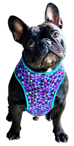 Hammock Harness