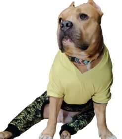 Dogtain Barksalot