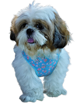 Summer Rose and Polka Soft Harness