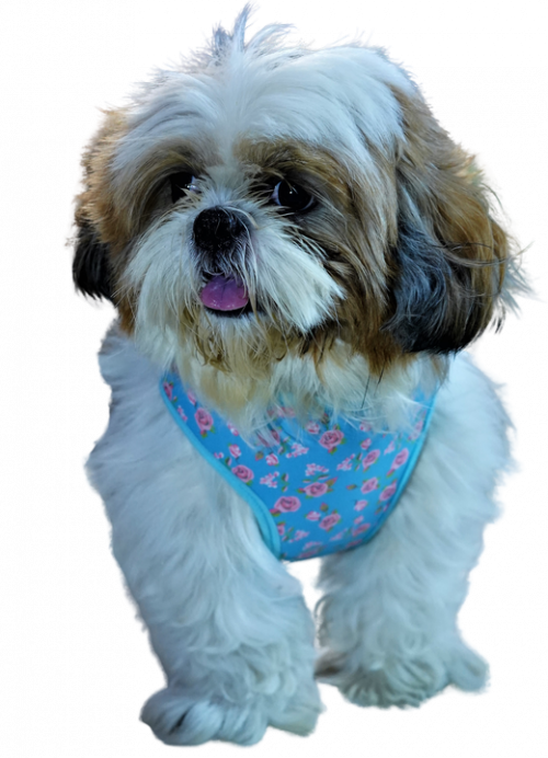 Summer Rose and Polka Soft Harness