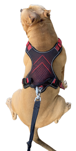 Front Clip Dog Harness By Doxters