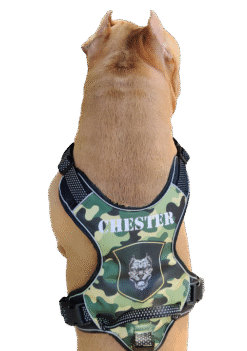 No Pull Dog Harness Personalized