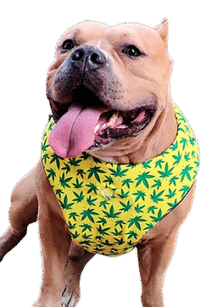 Comforwaggle Harness