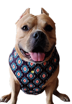 Cushioned Strain Free Dog Harness Ethnic