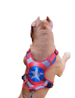 Front Clip No Pull Dog Harness