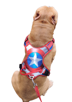 No Pull Dog Harness