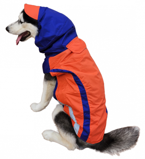 Doxters Orange Blue Zoomster