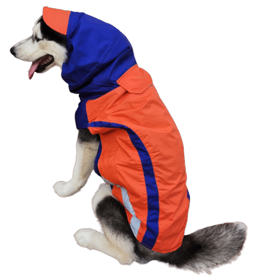 Doxters Orange Blue Zoomster