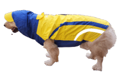 Doxters Yellow Blue Zoomster