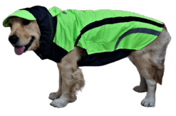 Doxters Neon Green Navy Blue Zoomster