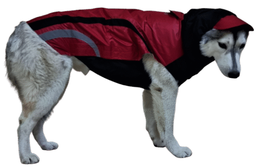 Doxters Red and Black Zoomster