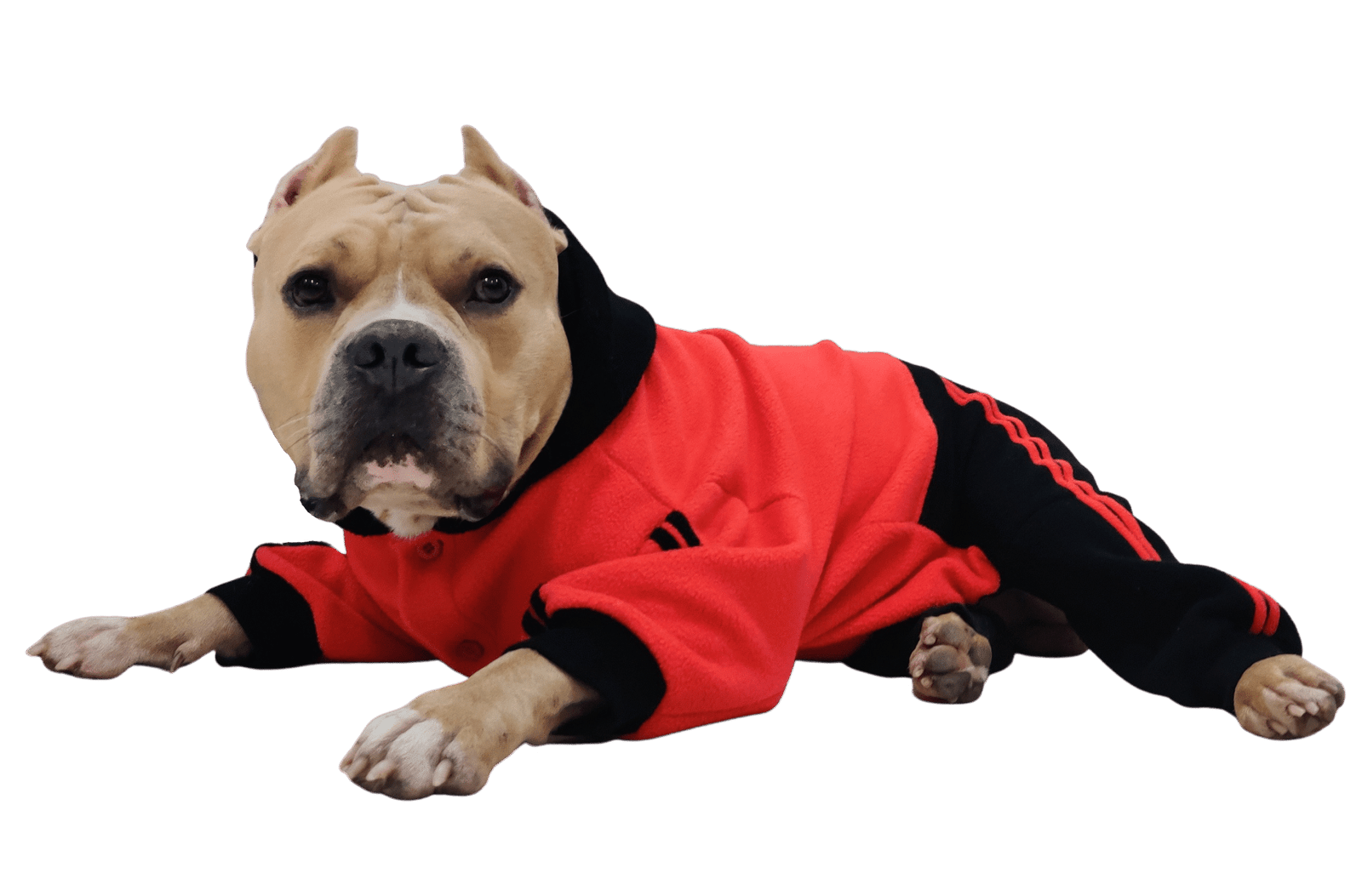 Winter Dog Jumpsuit Red Black- Doxters FurGuard - Image 3