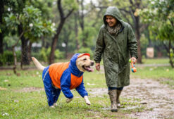 Doxters DryMax Full-Coverage Dog Raincoat Neon Orange & Royal Blue