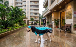 Doxters Slip on Dog Raincoat, Easy Wear Magic Cloak Blue & Black
